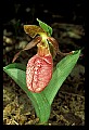 01101-00077-Pink Lady's Slipper, Cypripedium acaule.jpg