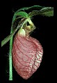 01101-00078-Pink Lady's Slipper, Cypripedium acaule.jpg
