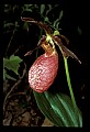 01101-00079-Pink Lady's Slipper, Cypripedium acaule.jpg