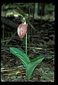 01101-00086-Pink Lady's Slipper, Cypripedium acaule.jpg