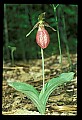 01101-00090-Pink Lady's Slipper, Cypripedium acaule.jpg