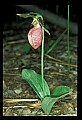 01101-00091-Pink Lady's Slipper, Cypripedium acaule.jpg