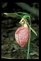 01101-00093-Pink Lady's Slipper, Cypripedium acaule.jpg