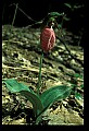 01101-00095-Pink Lady's Slipper, Cypripedium acaule.jpg