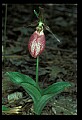 01101-00096-Pink Lady's Slipper, Cypripedium acaule.jpg