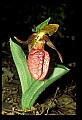 01101-00097-Pink Lady's Slipper, Cypripedium acaule.jpg
