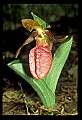 01101-00099-Pink Lady's Slipper, Cypripedium acaule.jpg