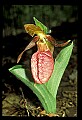 01101-00100-Pink Lady's Slipper, Cypripedium acaule.jpg