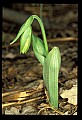 01101-00101-Pink Lady's Slipper, Cypripedium acaule.jpg