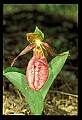 01101-00105-Pink Lady's Slipper, Cypripedium acaule.jpg