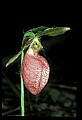 01101-00111-Pink Lady's Slipper, Cypripedium acaule.jpg