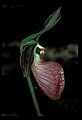 01101-00112-Pink Lady's Slipper, Cypripedium acaule.jpg