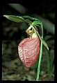 01101-00113-Pink Lady's Slipper, Cypripedium acaule.jpg