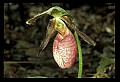 01101-00114-Pink Lady's Slipper, Cypripedium acaule.jpg