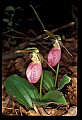 01101-00117-Pink Lady's Slipper, Cypripedium acaule.jpg