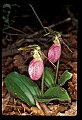 01101-00118-Pink Lady's Slipper, Cypripedium acaule.jpg