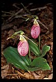 01101-00120-Pink Lady's Slipper, Cypripedium acaule.jpg