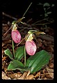 01101-00124-Pink Lady's Slipper, Cypripedium acaule.jpg