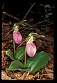 01101-00125-Pink Lady's Slipper, Cypripedium acaule.jpg