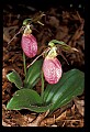 01101-00126-Pink Lady's Slipper, Cypripedium acaule.jpg