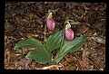 01101-00127-Pink Lady's Slipper, Cypripedium acaule.jpg