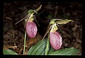 01101-00129-Pink Lady's Slipper, Cypripedium acaule.jpg