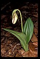 01101-00130-Pink Lady's Slipper, Cypripedium acaule.jpg
