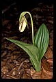 01101-00131-Pink Lady's Slipper, Cypripedium acaule.jpg