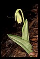 01101-00132-Pink Lady's Slipper, Cypripedium acaule.jpg