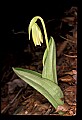 01101-00134-Pink Lady's Slipper, Cypripedium acaule.jpg
