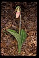 01101-00138-Pink Lady's Slipper, Cypripedium acaule.jpg