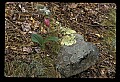 01101-00141-Pink Lady's Slipper, Cypripedium acaule.jpg