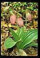 01101-00144-Pink Lady's Slipper, Cypripedium acaule.jpg