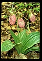 01101-00145-Pink Lady's Slipper, Cypripedium acaule.jpg