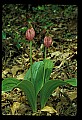 01101-00146-Pink Lady's Slipper, Cypripedium acaule.jpg