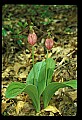01101-00147-Pink Lady's Slipper, Cypripedium acaule.jpg