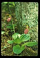 01101-00150-Pink Lady's Slipper, Cypripedium acaule.jpg