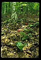 01101-00160-Pink Lady's Slipper, Cypripedium acaule.jpg
