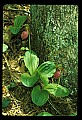 01101-00165-Pink Lady's Slipper, Cypripedium acaule.jpg