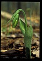 01101-00189-Pink Lady's Slipper, Cypripedium acaule.jpg