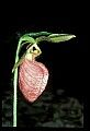 01101-00190-Pink Lady's Slipper, Cypripedium acaule.jpg