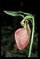 01101-00191-Pink Lady's Slipper, Cypripedium acaule.jpg