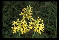 01102-00007-Yellow-fringed Orchid, Plantanthera ciliaris.jpg