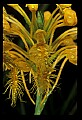 01102-00038-Yellow-fringed Orchid, Plantanthera ciliaris.jpg