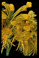 01102-00050-Yellow-fringed Orchid, Plantanthera ciliaris.jpg