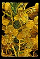 01102-00051-Yellow-fringed Orchid, Plantanthera ciliaris.jpg
