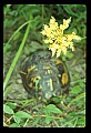 01102-00053-Yellow-fringed Orchid, Plantanthera ciliaris.jpg