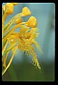 01102-00059-Yellow-fringed Orchid, Plantanthera ciliaris.jpg