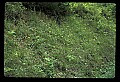 01102-00071-Yellow-fringed Orchid, Plantanthera ciliaris.jpg