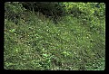 01102-00072-Yellow-fringed Orchid, Plantanthera ciliaris.jpg
